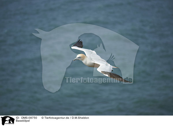 Basstlpel / northern gannet / DMS-08750