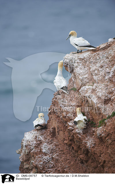 Basstlpel / northern gannet / DMS-08757