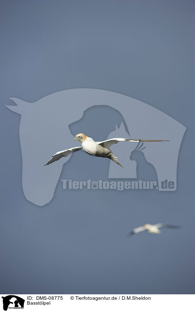 Basstlpel / northern gannet / DMS-08775