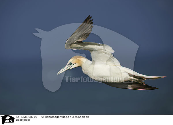 Basstlpel / northern gannet / DMS-08779
