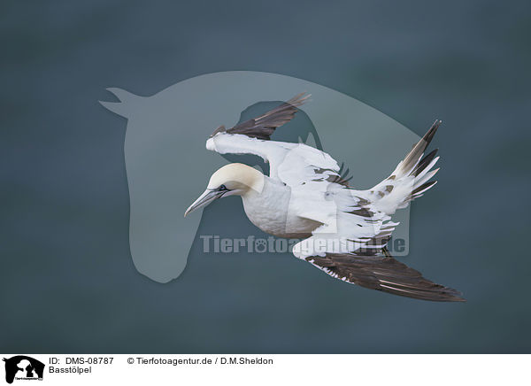 Basstlpel / northern gannet / DMS-08787