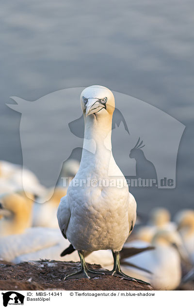 Basstlpel / northern gannet / MBS-14341