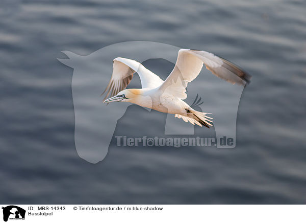 Basstlpel / northern gannet / MBS-14343
