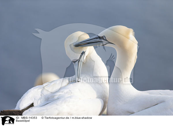 Basst�lpel / northern gannet / MBS-14353