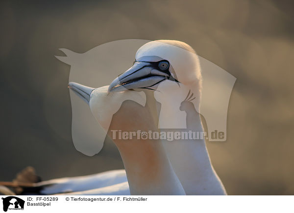 Basstlpel / northern gannets / FF-05289