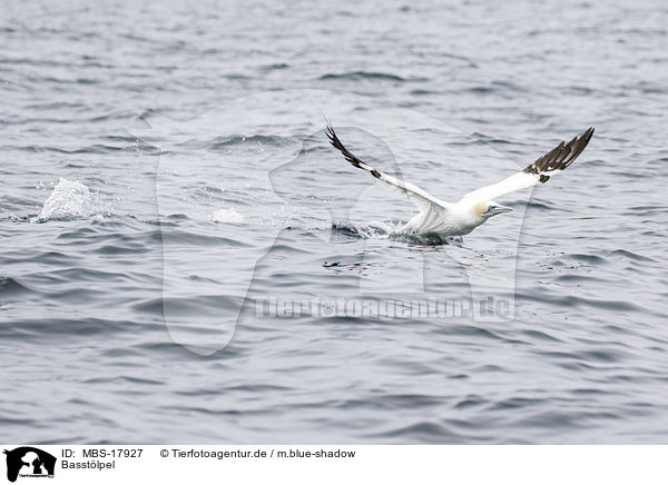 Basstlpel / northern gannet / MBS-17927
