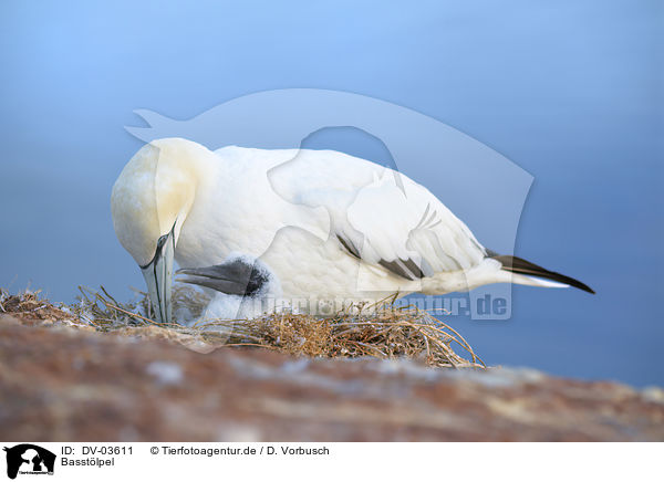 Basstlpel / northern gannets / DV-03611