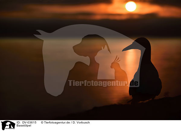 Basstlpel / northern gannet / DV-03615