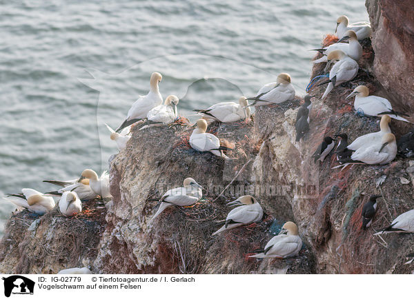 Vogelschwarm auf einem Felsen / flock of birds on a rock / IG-02779