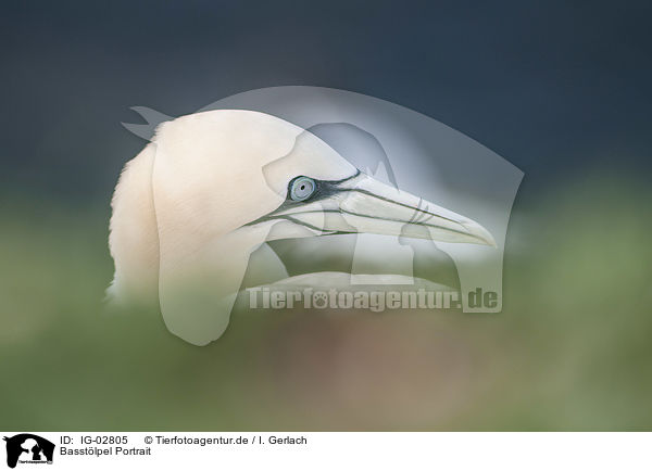Basstlpel Portrait / Northern Gannet portrait / IG-02805