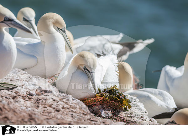 Basstlpel auf einem Felsen / Northern Gannets on a rock / IG-02855