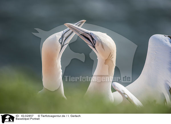 Basstlpel Portrait / Northern Gannets portrait / IG-02857