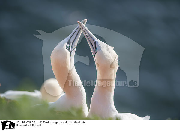 Basstlpel Portrait / Northern Gannets portrait / IG-02859