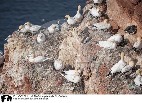 Vogelschwarm auf einem Felsen / flock of birds on a rock / IG-02861