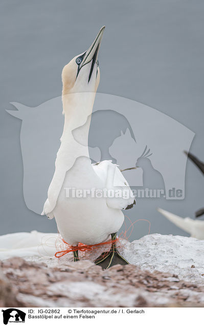 Basstlpel auf einem Felsen / Northern Gannet on a rock / IG-02862