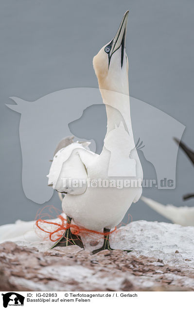 Basstlpel auf einem Felsen / Northern Gannet on a rock / IG-02863