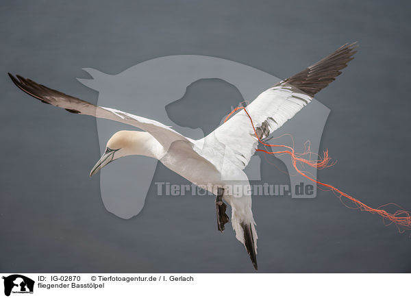 fliegender Basstlpel / flying Northern Gannet / IG-02870