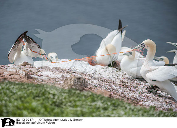 Basstlpel auf einem Felsen / Northern Gannets on a rock / IG-02871