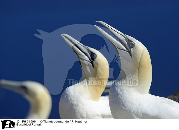 Basstlpel Portrait / Northern Gannets portrait / FH-01596