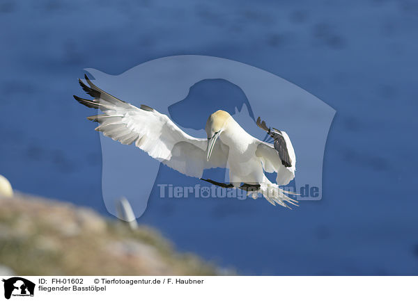 fliegender Basstlpel / flying Northern Gannet / FH-01602