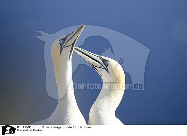 Basstlpel Portrait / Northern Gannets portrait / FH-01633