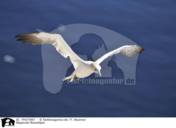 fliegender Basstlpel / flying Northern Gannet / FH-01661
