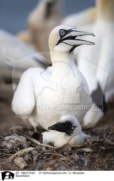 Basstlpel / Northern Gannet / UM-01542