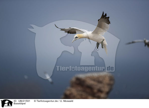 Basstlpel / Northern Gannet / UM-01591