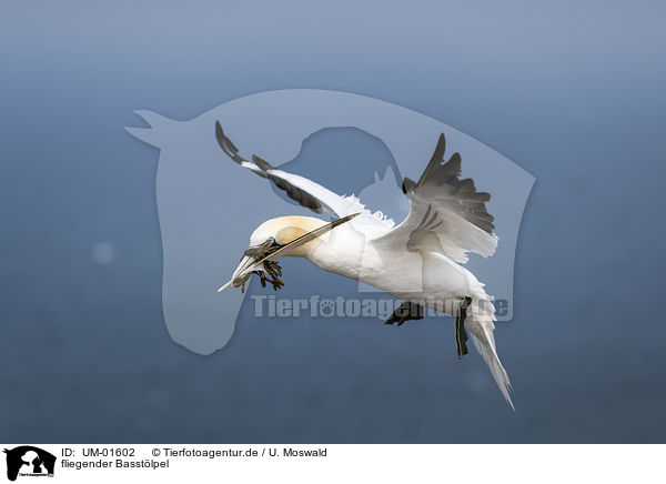 fliegender Basstlpel / flying Northern Gannet / UM-01602