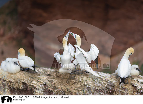 Basstlpel / Northern Gannet / UM-01607