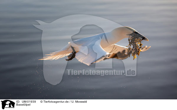 Basstlpel / northern gannet / UM-01939