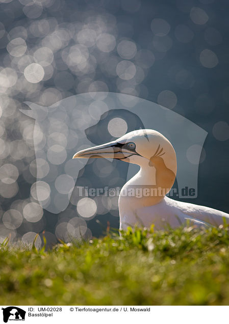 Basstlpel / northern gannet / UM-02028