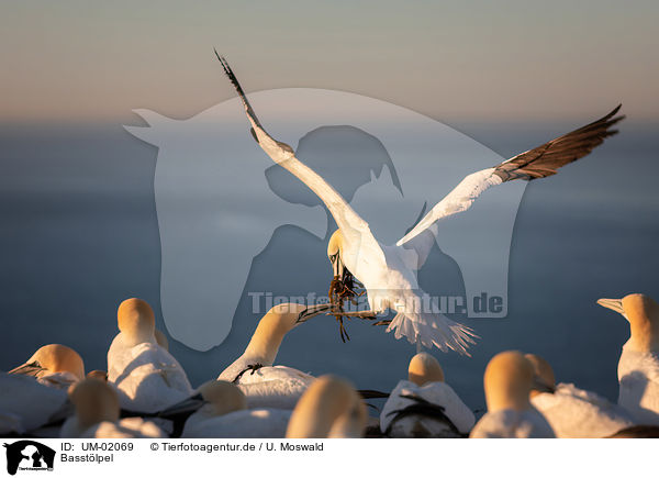 Basstlpel / northern gannet / UM-02069