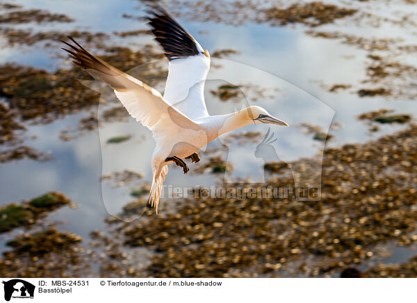 Basstlpel / northern gannet / MBS-24531