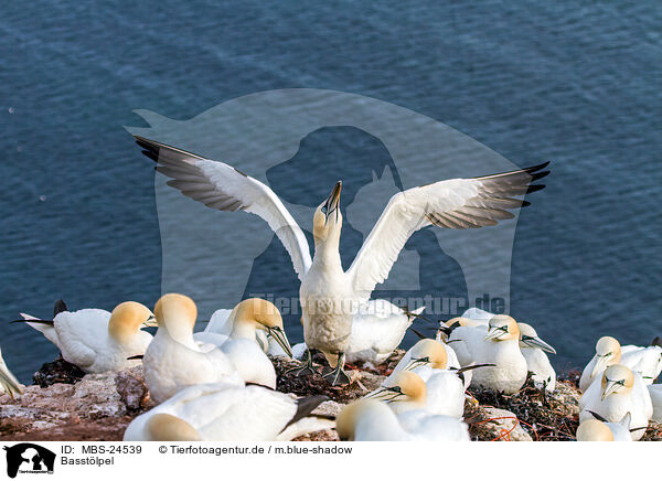 Basstlpel / northern gannet / MBS-24539
