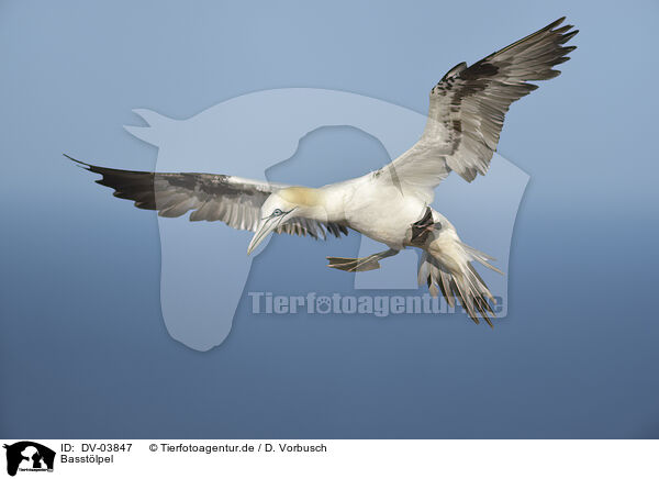 Basstlpel / northern gannet / DV-03847