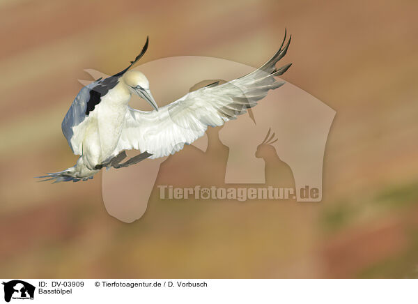 Basstlpel / northern gannet / DV-03909