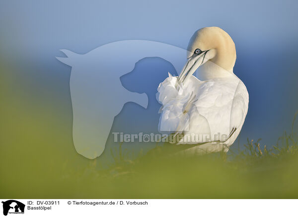 Basstlpel / northern gannet / DV-03911