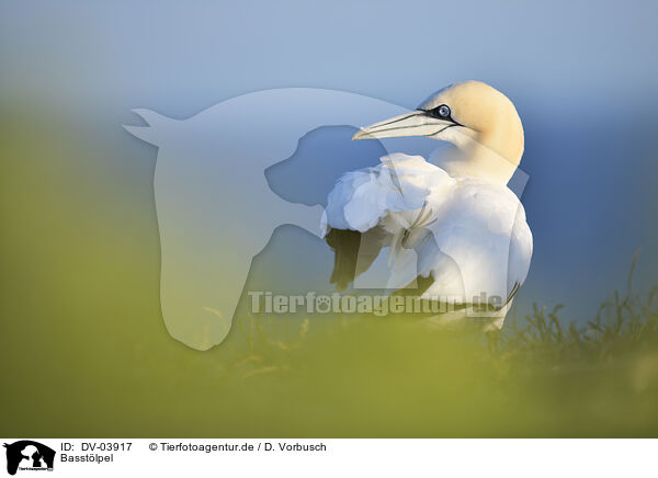 Basstlpel / northern gannet / DV-03917
