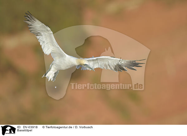 Basstlpel / northern gannet / DV-03918
