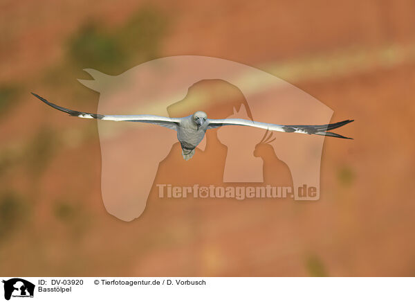 Basstlpel / northern gannet / DV-03920