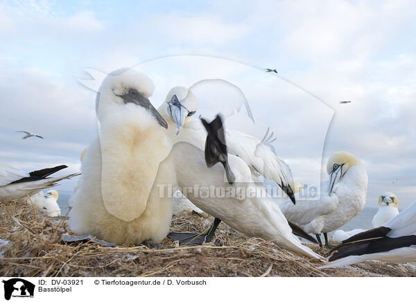 Basstlpel / northern gannet / DV-03921