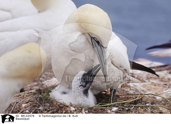 Basstlpel / northern gannet / BK-02576