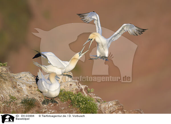 Basstlpel / northern gannets / DV-03994