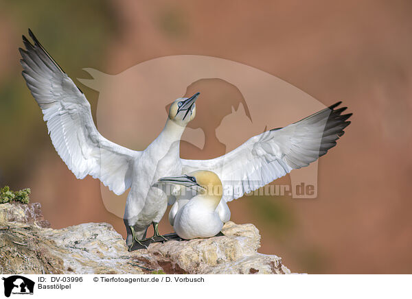 Basstlpel / northern gannets / DV-03996