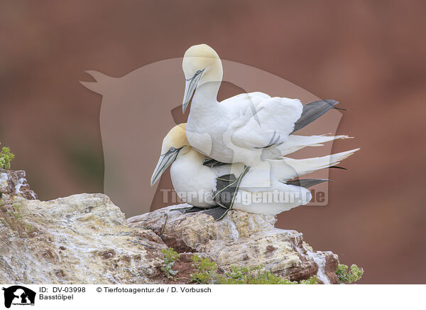 Basstlpel / northern gannets / DV-03998