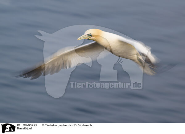 Basstlpel / northern gannet / DV-03999