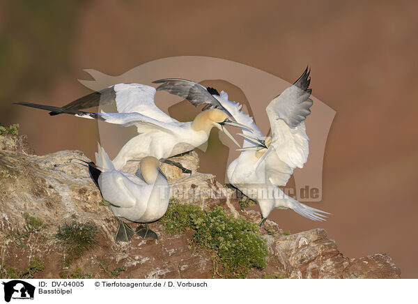 Basstlpel / northern gannets / DV-04005