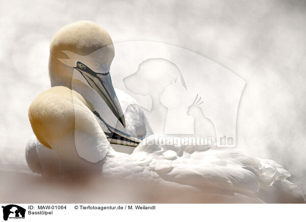Basstlpel / northern gannet / MAW-01064