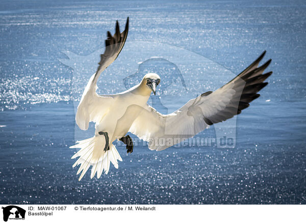 Basstlpel / northern gannet / MAW-01067